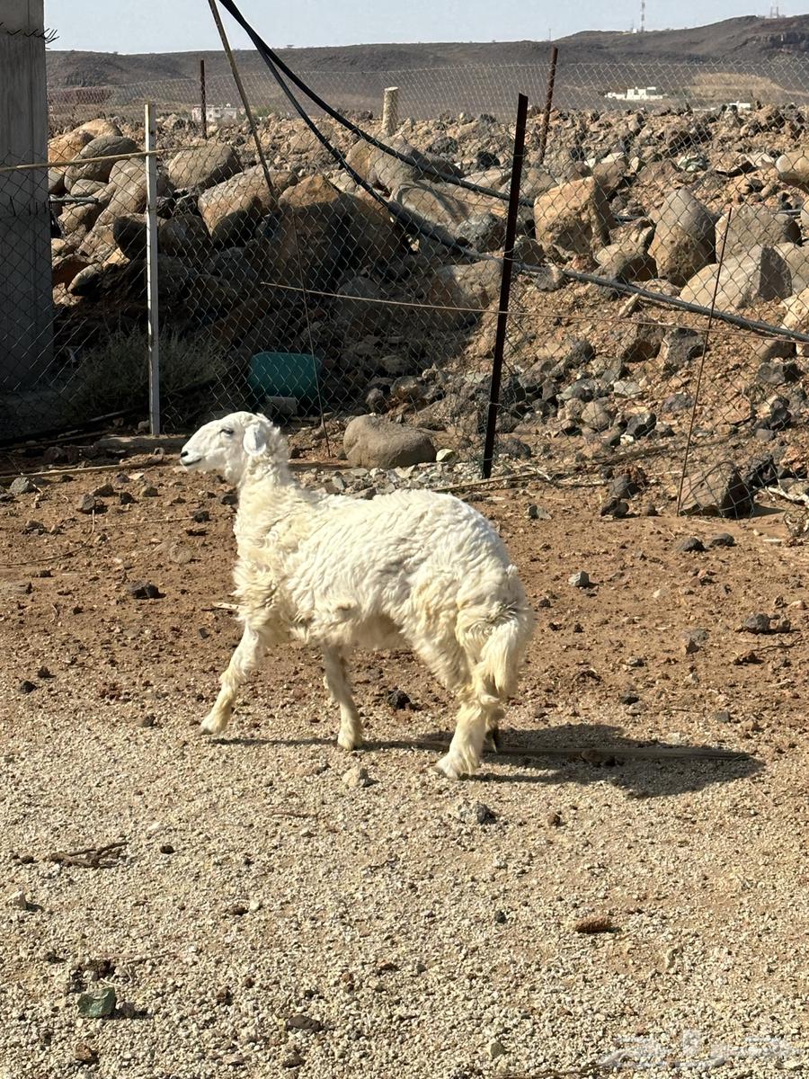 رخل عمرها 5 شهور64399800904833111