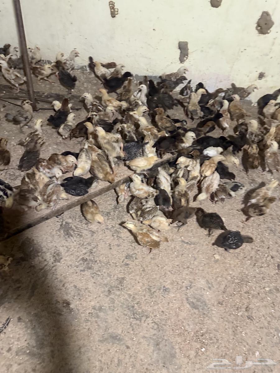 دجاج.64395573490049111