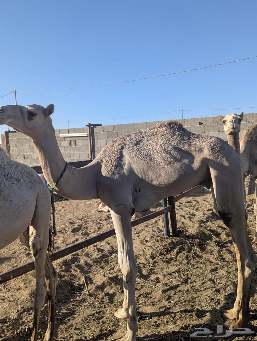 قعود حق سيده لبييع64401161087235112