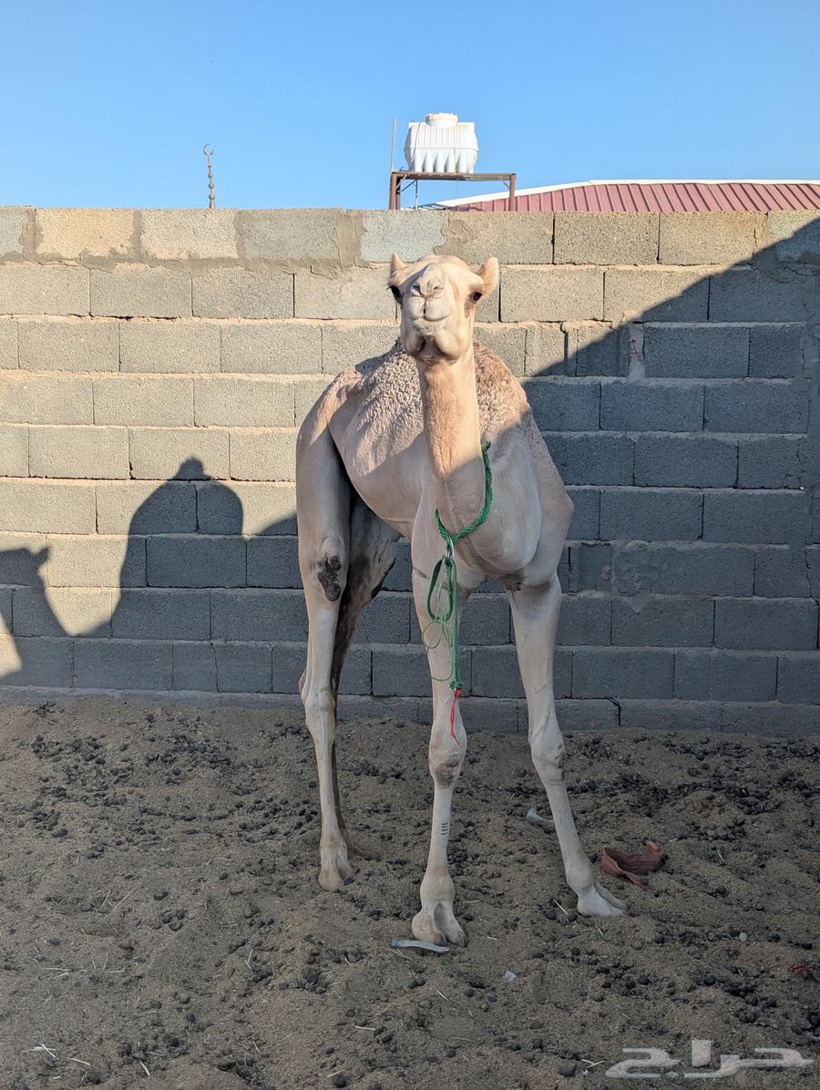 قعود حق سيده لبييع64401161087235110