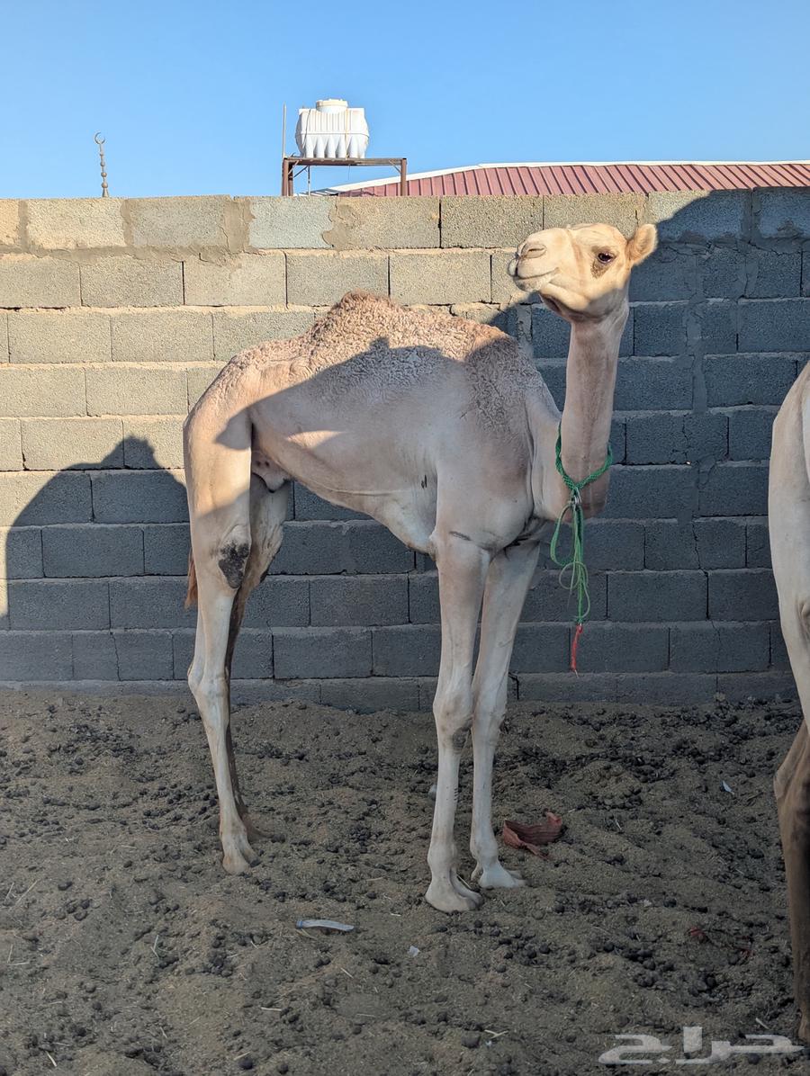 قعود حق سيده لبييع64401161087235113