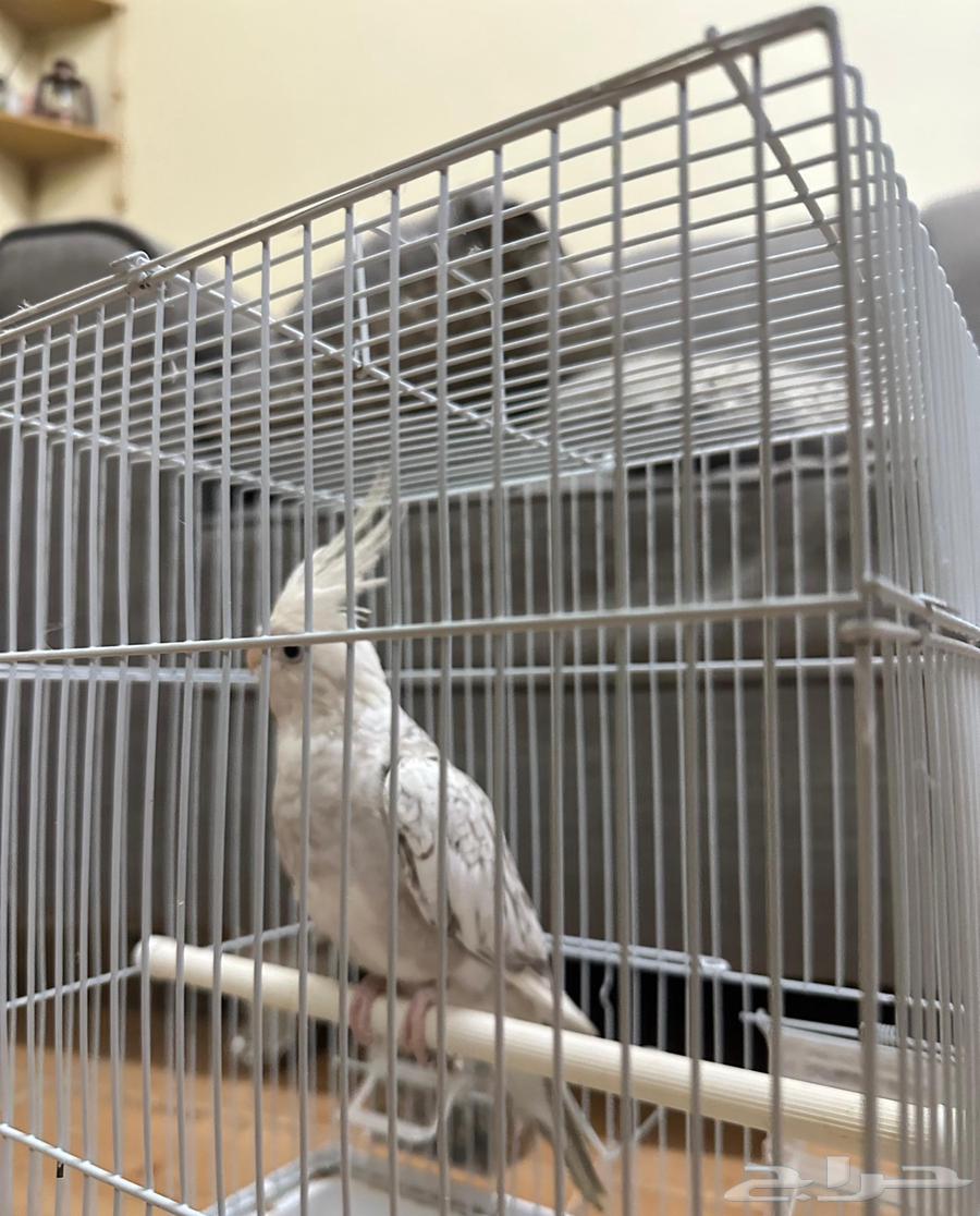 كوكتيل(كروان)64400744188545111