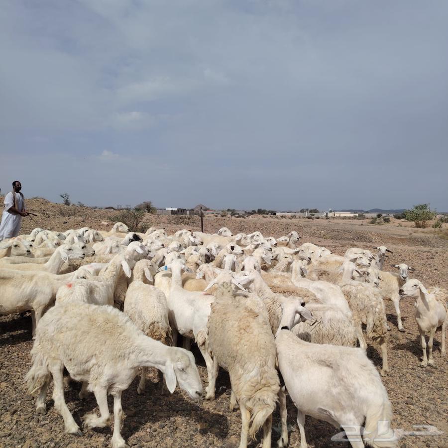 For sale one flock of free-range sheep, fresh and young, and sale is allowed64395379358467110