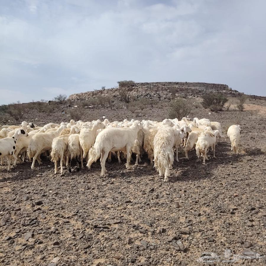 For sale one flock of free-range sheep, fresh and young, and sale is allowed64395379358467111