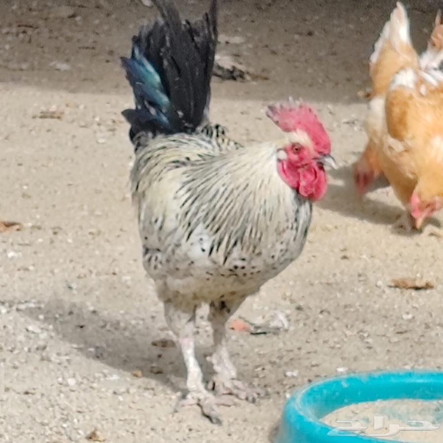 Chickens for sale63619260733569111