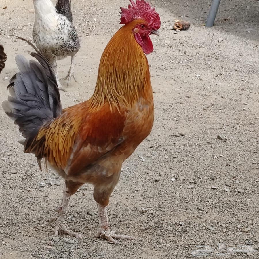 Chickens for sale63619260733569110