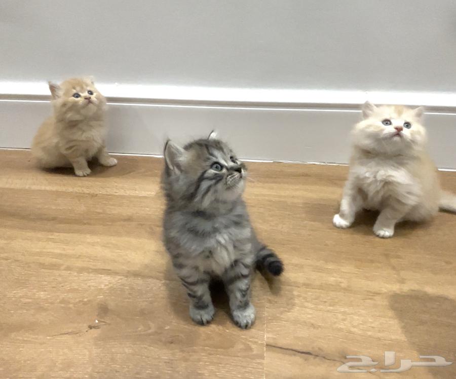 كتن للبيع64393211094530111