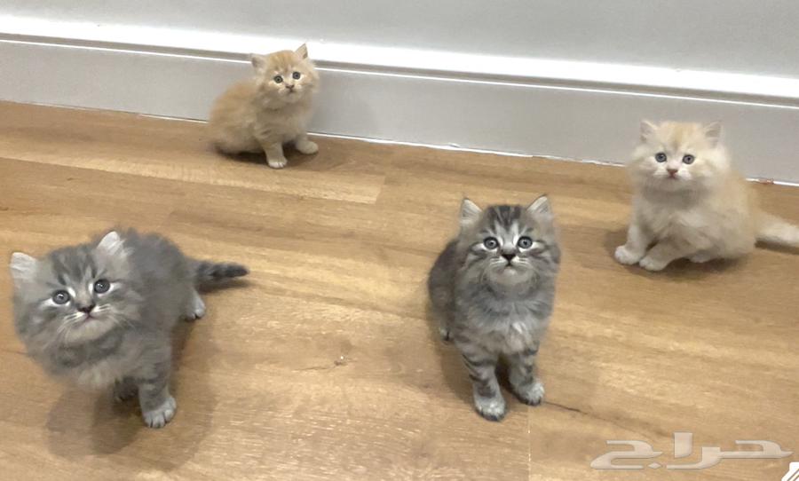 كتن للبيع64393211094530110