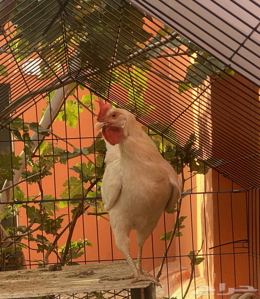 دجاجه للبيع64401147127171110