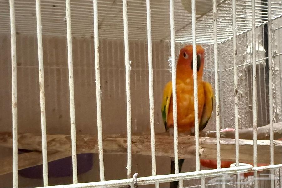 للبيع ذكر صن كنيور ذكر حار64396074773249112