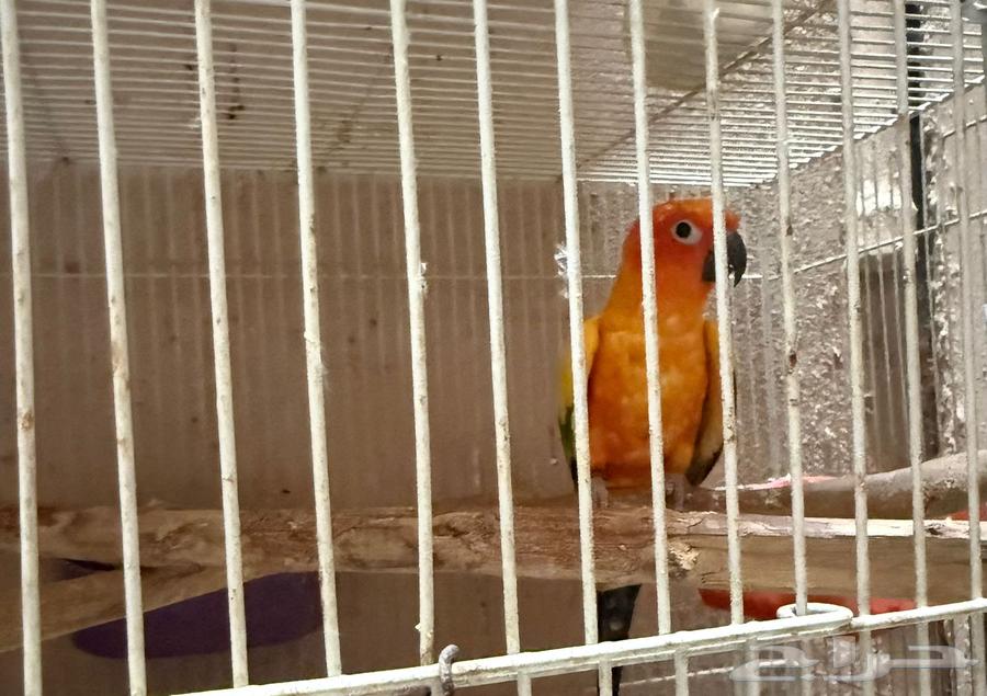 للبيع ذكر صن كنيور ذكر حار64396074773249111