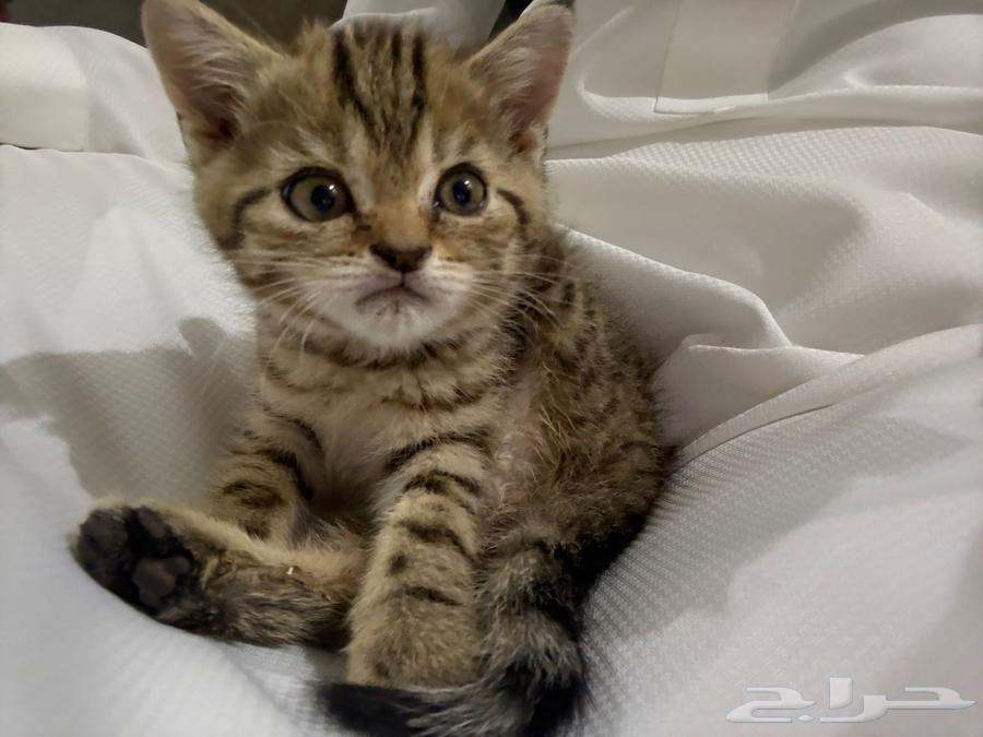 Kitten with accessories for 20064395965197314110