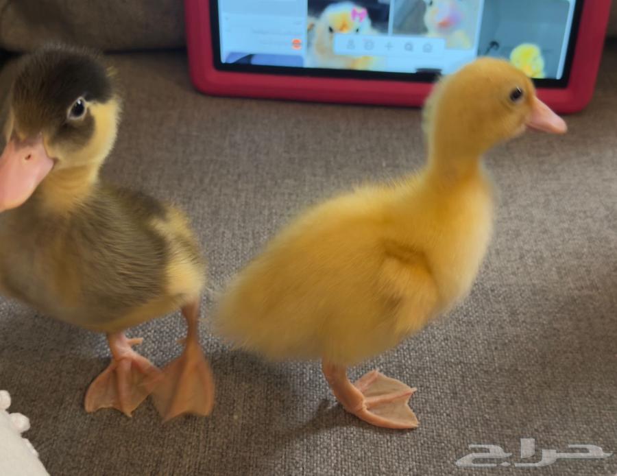 بط للبيع64398814192386112