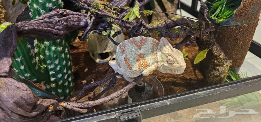 حرباء مميزة و نادره64398658834563114