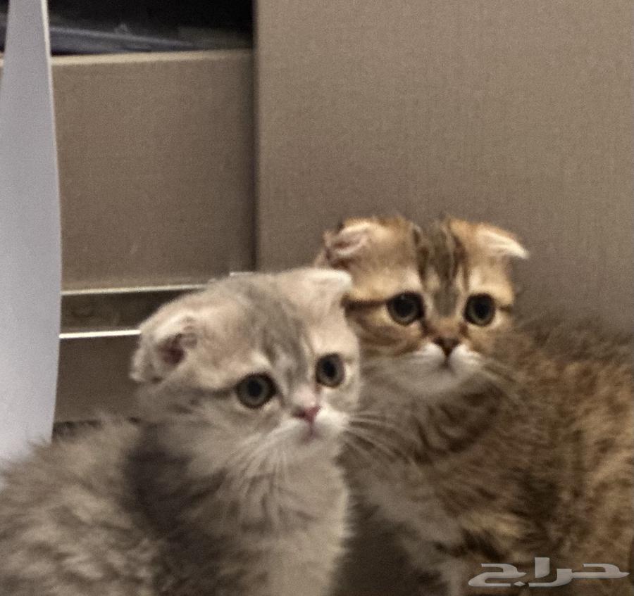 قطط سكوتش للبيع مستعجل64399271976195111