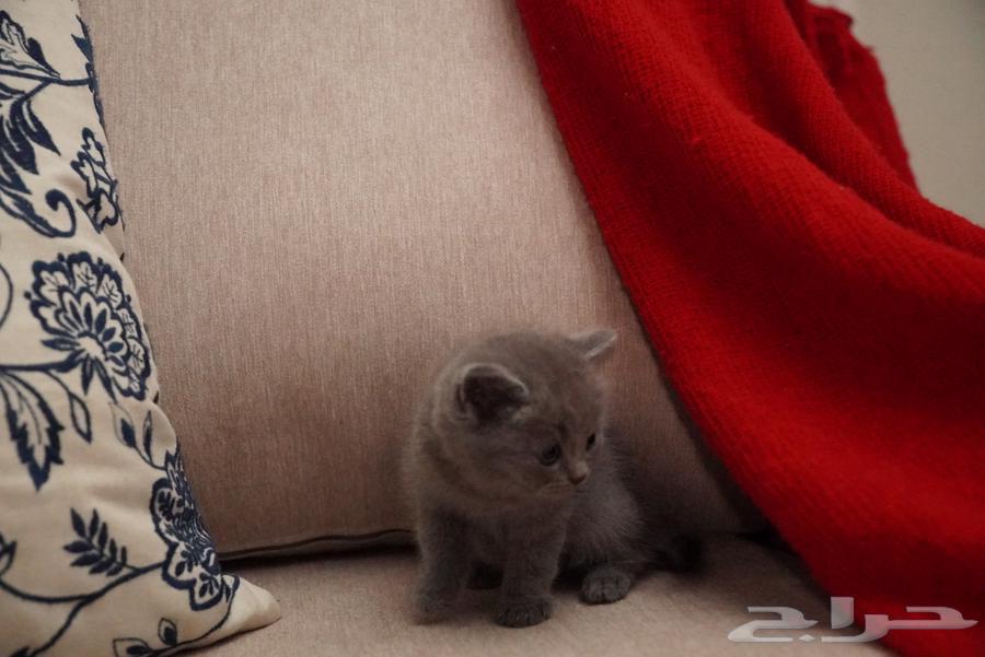 قطط للبيع (الوان نادرة)64393763651841114