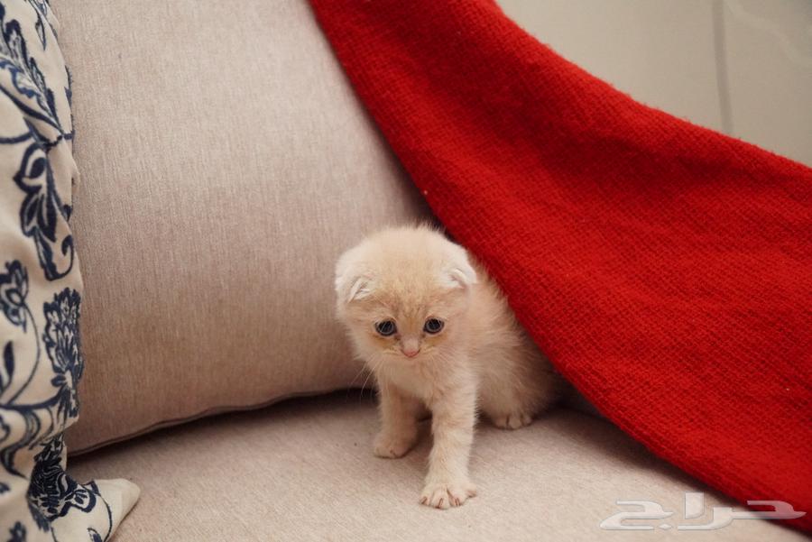 قطط للبيع (الوان نادرة)64393763651841111