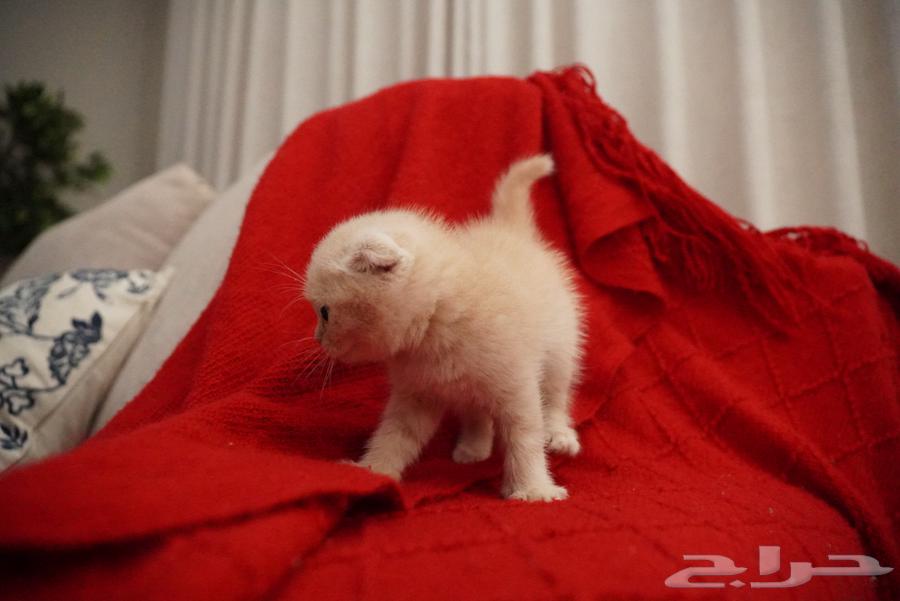 قطط للبيع (الوان نادرة)64393763651841110