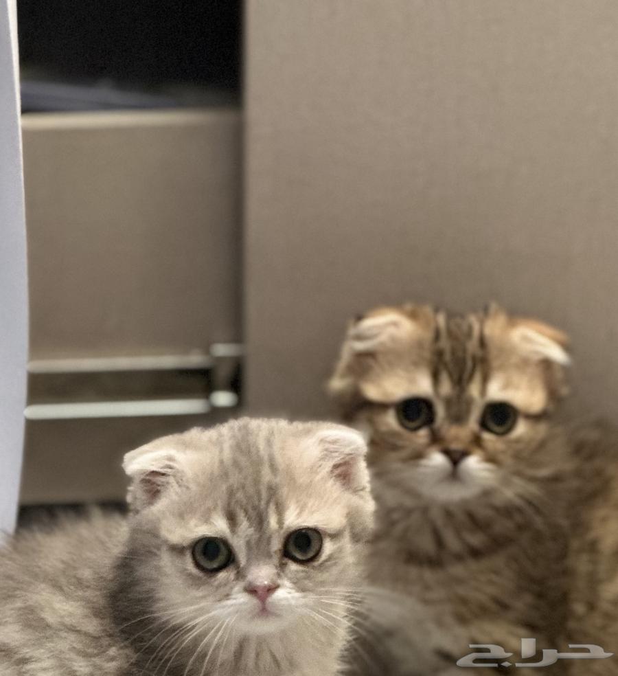 قطط سكوتش للبيع مستعجل64399271976195112