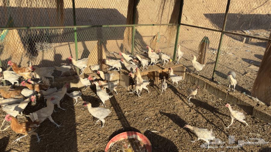 For sale: local and Fayoumi chickens of different ages64400217503747113