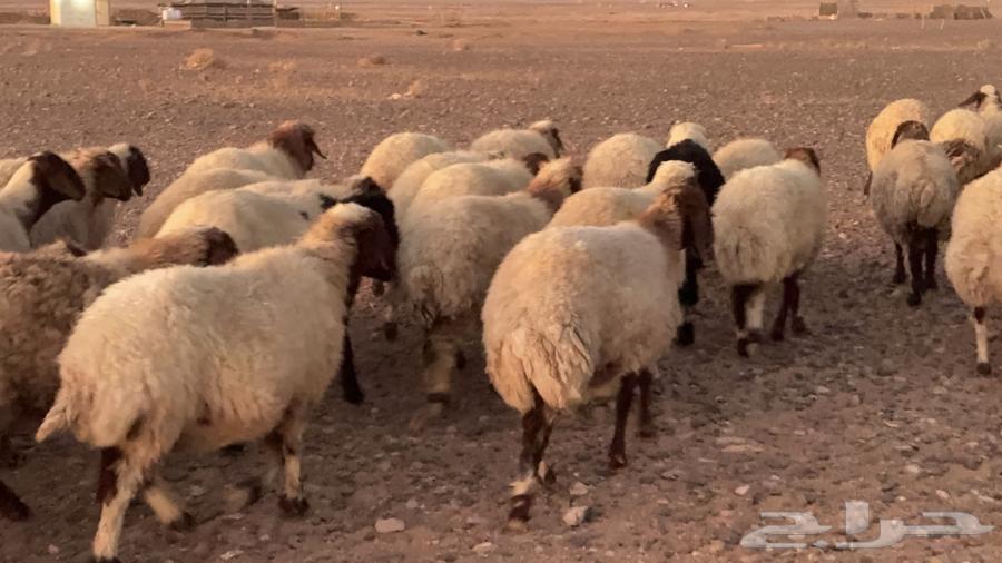 عدد 110 غنم نعيم مراح منوة القناي64399452589826110