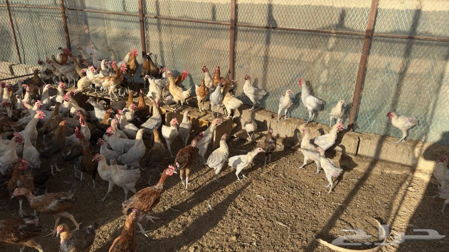 For sale: local and Fayoumi chickens of different ages64400217503747114