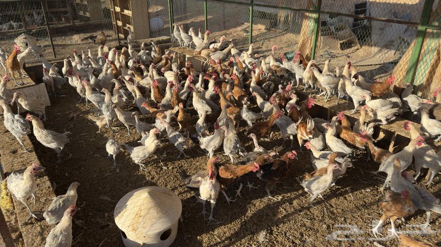 For sale: local and Fayoumi chickens of different ages64400217503747112