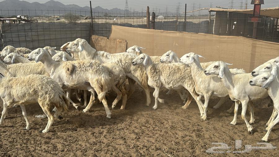 للبيع ضان حرش 26 راس بي الفحل من 870ريال دفيع64395587028227110