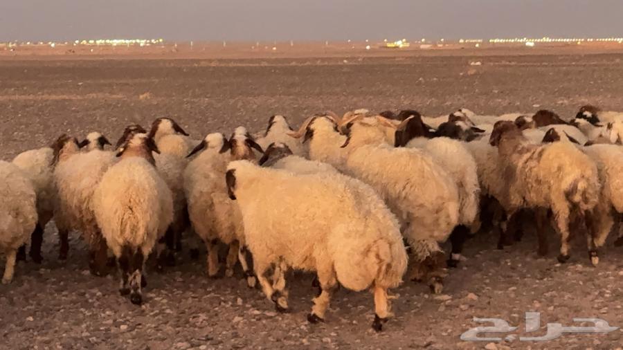 عدد 110 غنم نعيم مراح منوة القناي64399452589826111