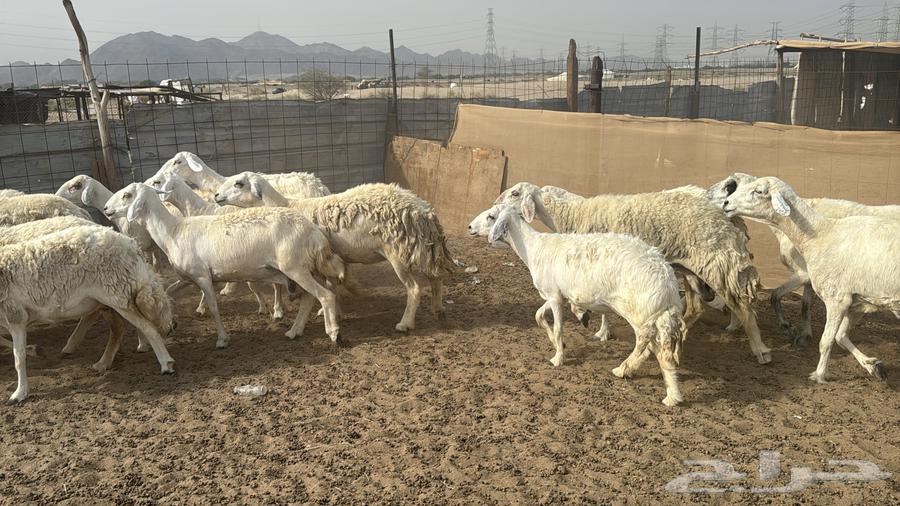 للبيع ضان حرش 26 راس بي الفحل من 870ريال دفيع64395587028227113