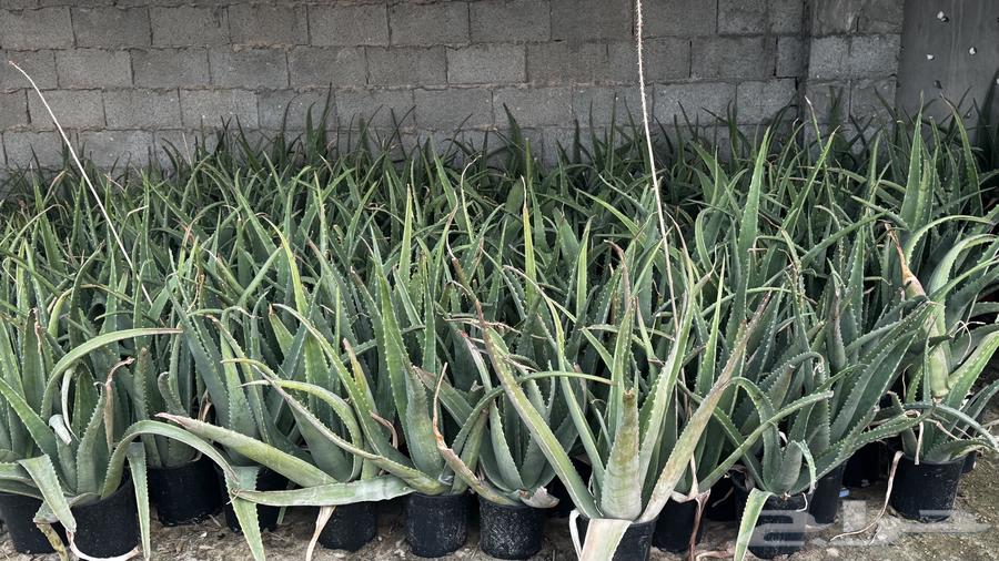 للبيع شجر الصبار64397381141762110