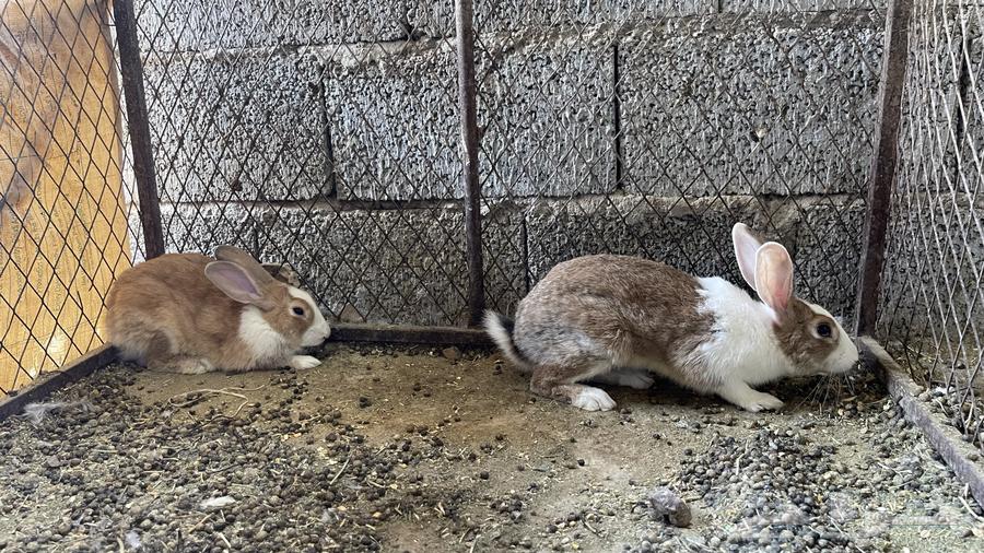 Rabbits64400911070979110