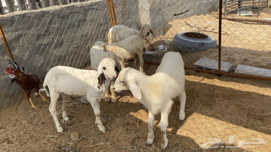 طليان للبيع64396034363522110