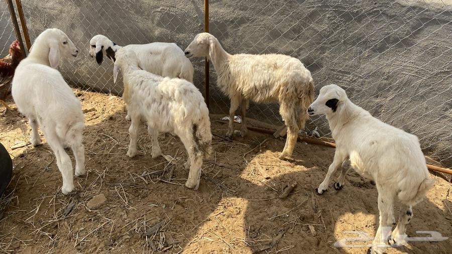 طليان للبيع64396034363522111