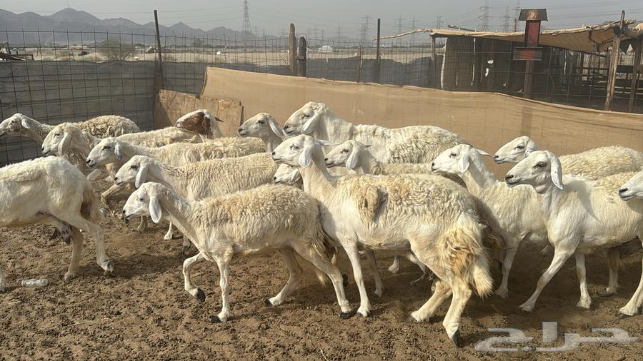 للبيع ضان حرش 26 راس بي الفحل من 870ريال دفيع64395587028227111