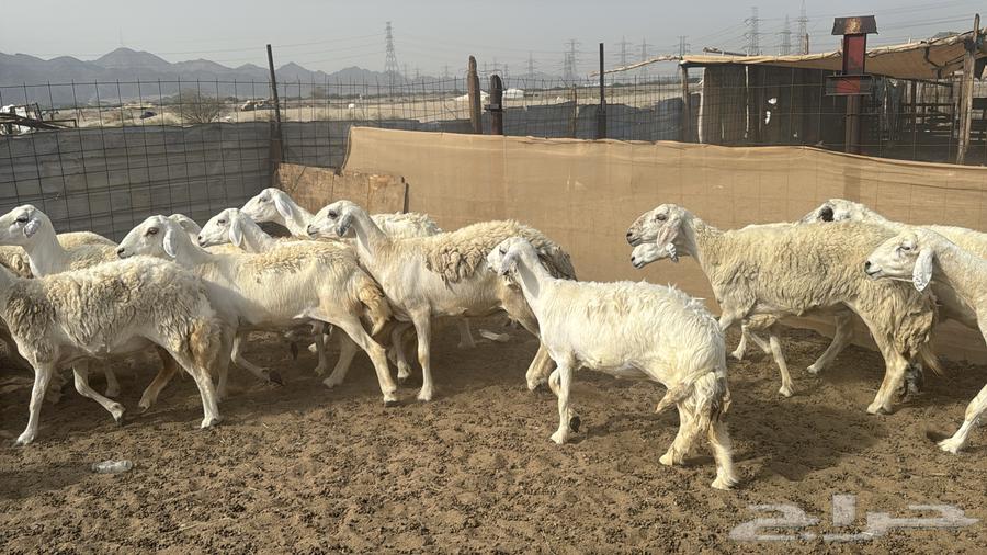 للبيع ضان حرش 26 راس بي الفحل من 870ريال دفيع64395587028227112