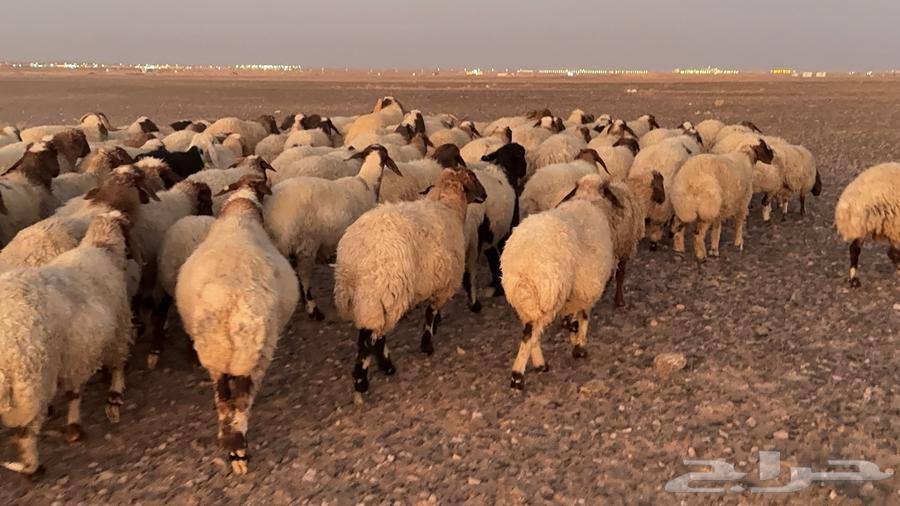 عدد 110 غنم نعيم مراح منوة القناي64399452589826113