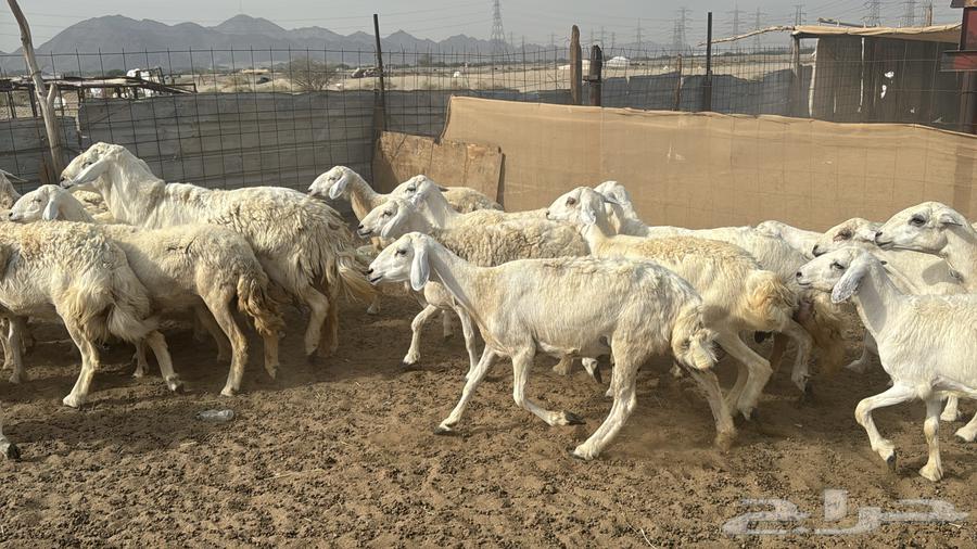 للبيع ضان حرش 26 راس بي الفحل من 870ريال دفيع64395587028227114