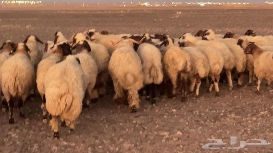 عدد 110 غنم نعيم مراح منوة القناي64399452589826112