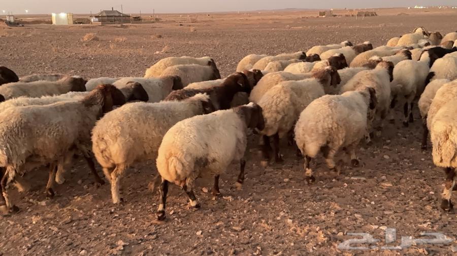 عدد 110 غنم نعيم مراح منوة القناي64399452589826114