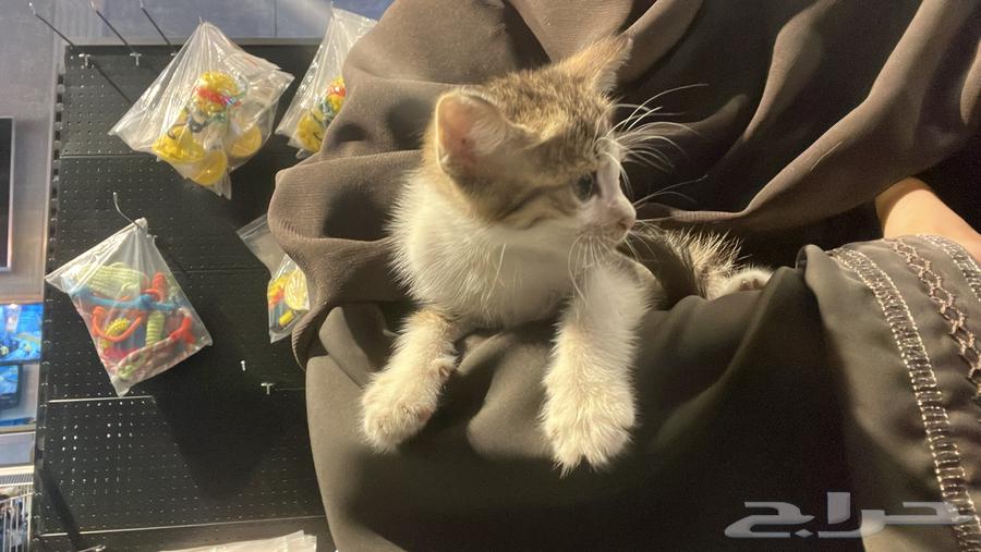 قط ذكر نظيف عمره حول الشهرين64397700790914112