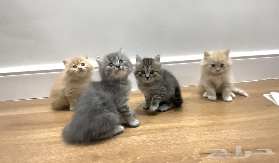 كتن للبيع64393211094530114