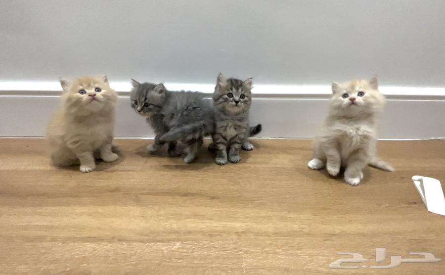 كتن للبيع64393211094530112