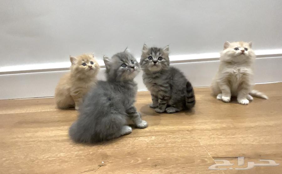 كتن للبيع64393211094530113