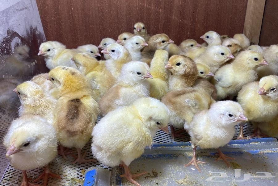 صيصان دجاج دفعة رقم (22) عربي64397464764801110