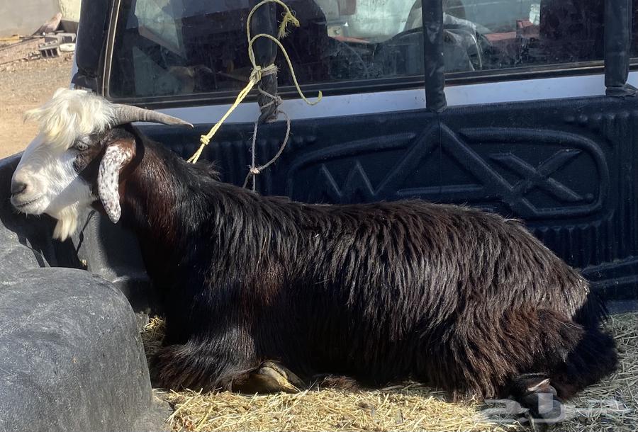 تيس للبيع64392813638401110