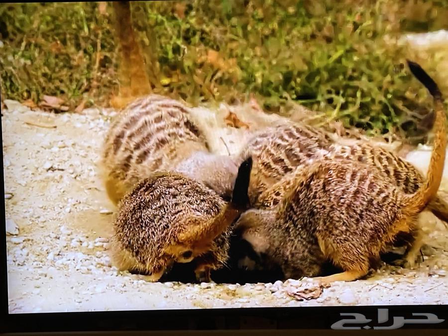 شاشه ال جي سمارت 3D 55بوصه64396379661825111