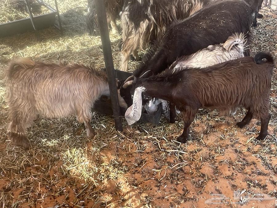 للبيع تيوس وجفرتين64400079032578110