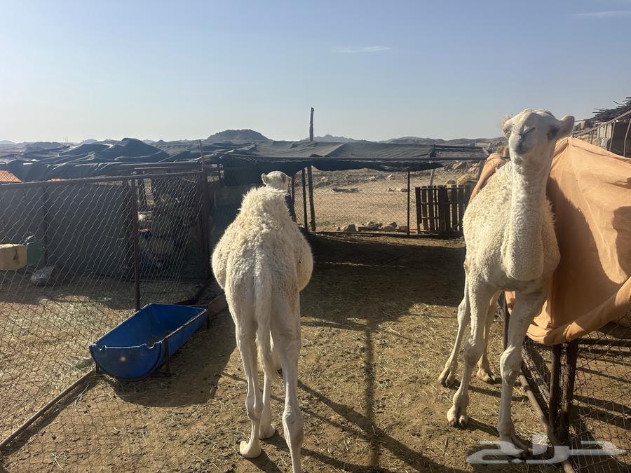 حشوان لبانيات64396977309953111