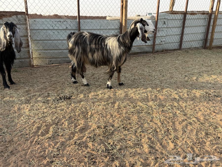 البيع عنزين في الخرج64395227328899113